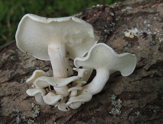 strmuľkovec drevný Ossicaulis lignatilis (Pers.) Redhead & Ginns