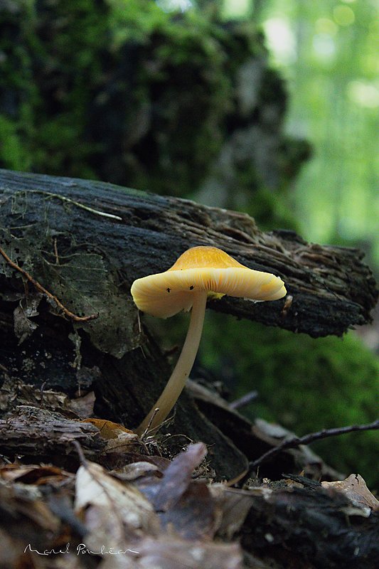 štítovka žltá Pluteus leoninus (Schaeff.) P. Kumm.