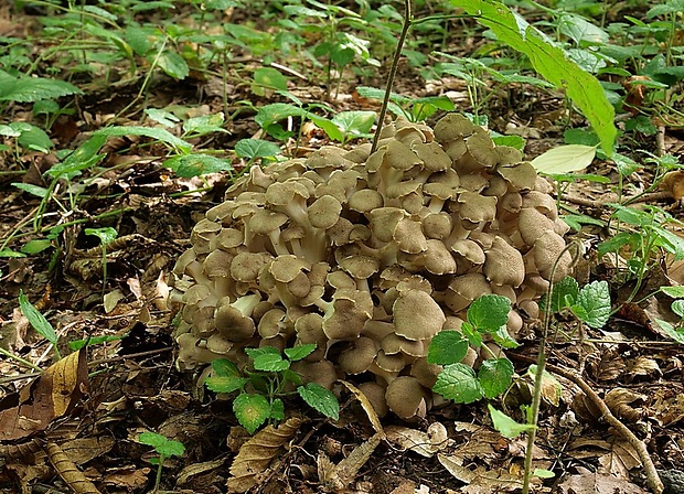 trúdnik klobúčkatý Polyporus umbellatus (Pers.) Fr.