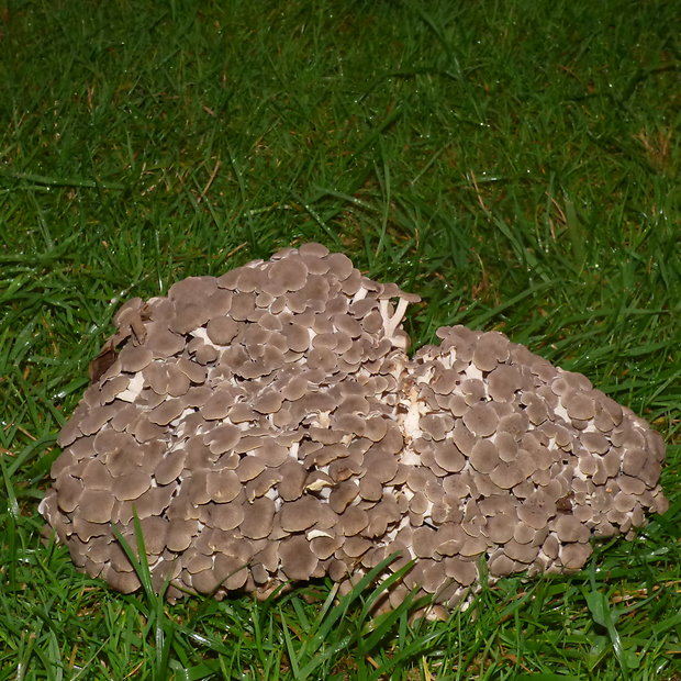 trúdnik klobúčkatý Polyporus umbellatus (Pers.) Fr.