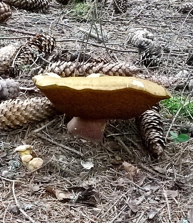 hríb zrnitohlúbikový Sutorius luridiformis (Rostk.) G. Wu & Zhu L. Yang