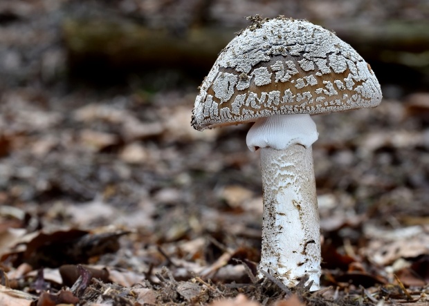 muchotrávka hrubá Amanita excelsa (Fr.) Bertill.