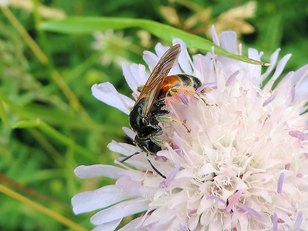 včielka / ploskočelka Lasioglossum sp.