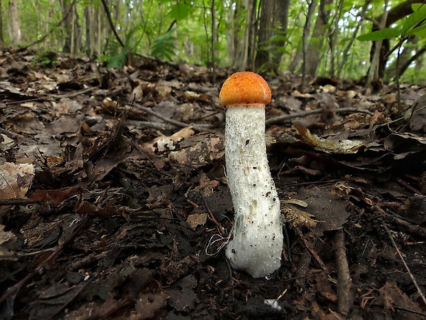 kozák osikový Leccinum albostipitatum den Bakker & Noordel.