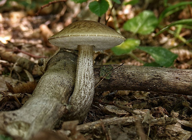 kozák hrabový Leccinum pseudoscabrum (Kallenb.) Šutara