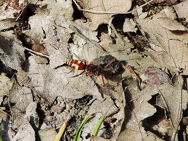 nomáda Nomada sp.