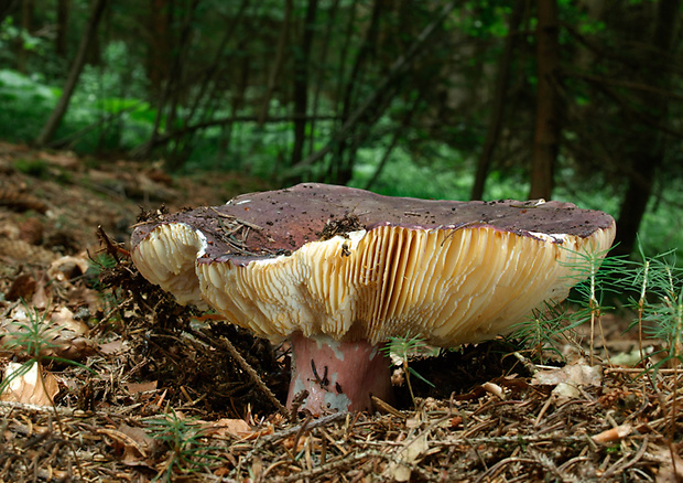 plávka olivová Russula olivacea (Schaeff.) Fr.