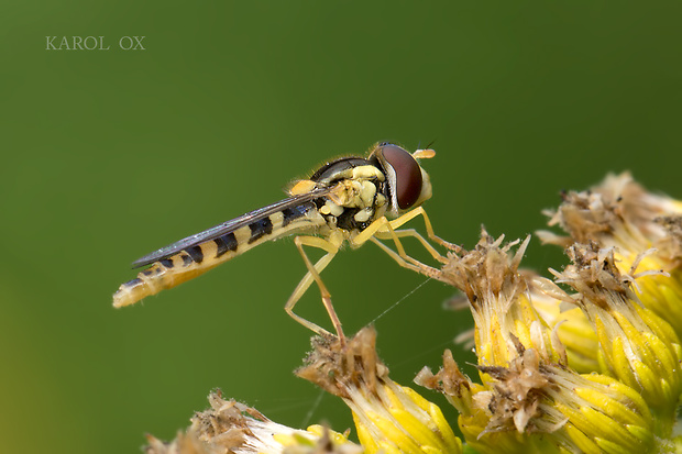 pestrica Sphaerophoria fatarum