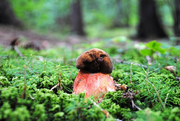 hríb zrnitohlúbikový Sutorius luridiformis (Rostk.) G. Wu & Zhu L. Yang