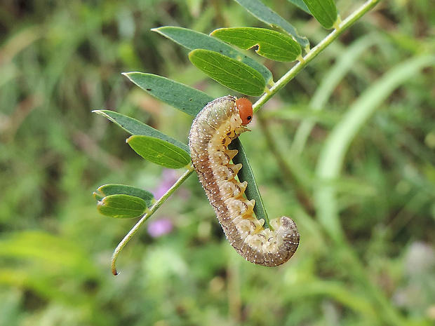 piliarka / pilatka Tenthredo cf. trabeata Klug, 1814