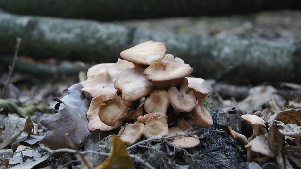 podpňovka bezprsteňová Armillaria socialis (DC.) Fayod