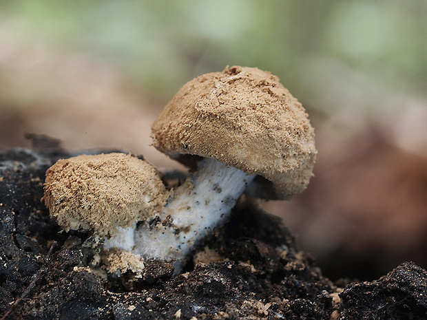 príživnica prášnicovitá Asterophora lycoperdoides (Bull.) Ditmar