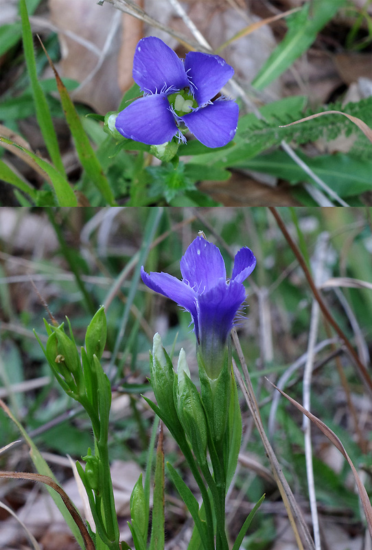 pahorec brvitý Gentianopsis ciliata (L.) Ma