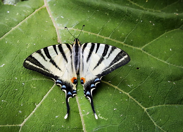 vidlochvost ovocný Iphiclides podalirius