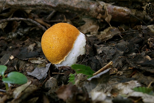 kozák osikový Leccinum albostipitatum den Bakker & Noordel.