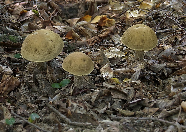 kozák hrabový Leccinum pseudoscabrum (Kallenb.) Šutara