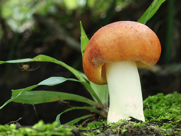 plávka zlatožltá Russula aurea Pers.