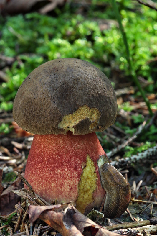 hríb zrnitohlúbikový Sutorius luridiformis (Rostk.) G. Wu & Zhu L. Yang