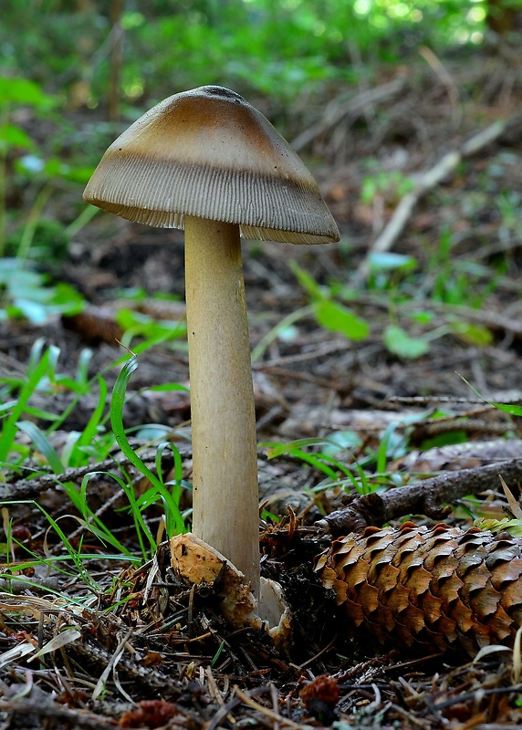 muchotrávka umbrovožltá Amanita battarrae (Boud.) Bon