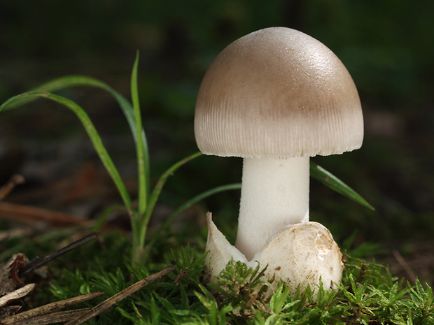 muchotrávka pošvatá Amanita vaginata (Bull.) Lam.