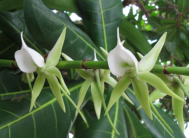 orchidea Angraecum eburneum