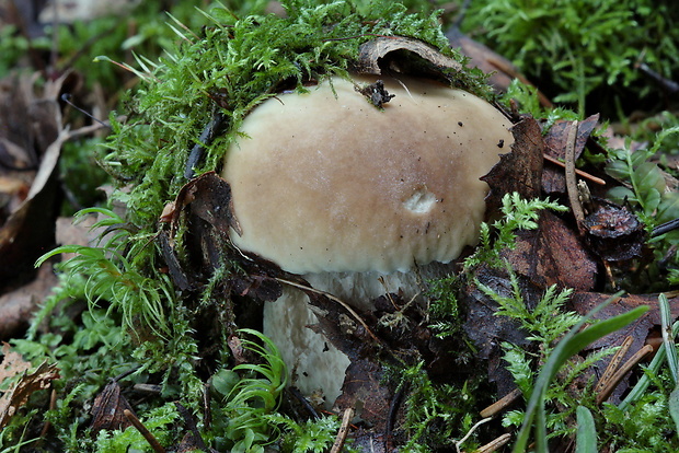 hríb smrekový Boletus edulis Bull.