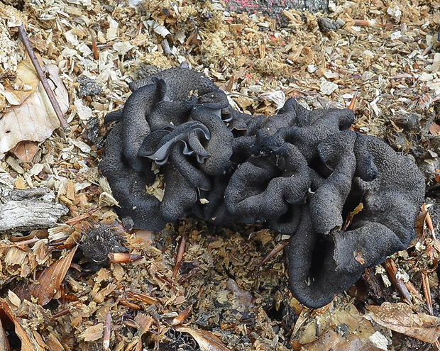 lievik trúbkovitý Craterellus cornucopioides (L.) Pers.