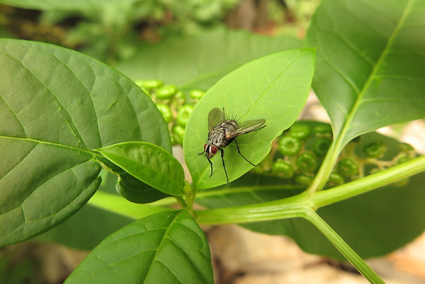 bystruša Dinera ferina (Tachinidae)