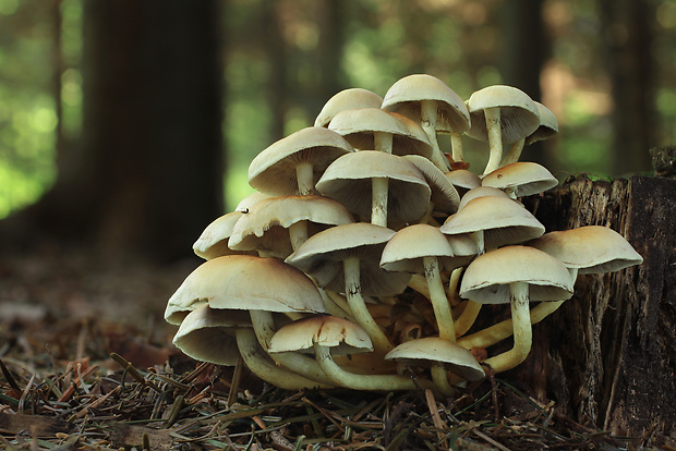 strapcovka zväzkovitá Hypholoma fasciculare (Huds.) P. Kumm.