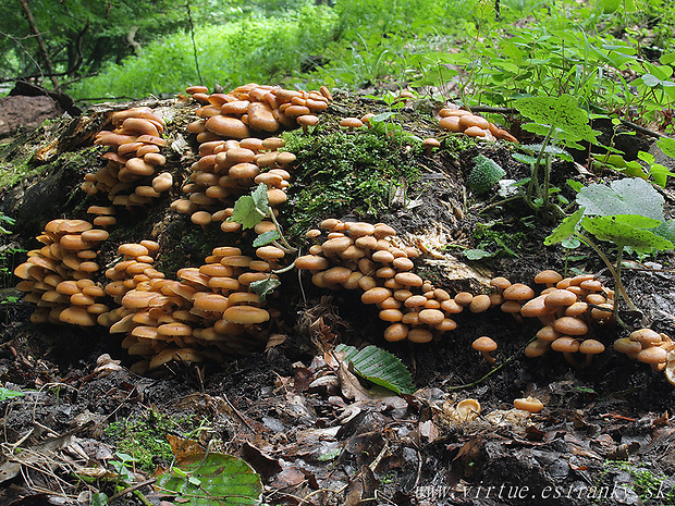 šupinačka menlivá Kuehneromyces mutabilis (Schaeff.) Singer & A.H. Sm.