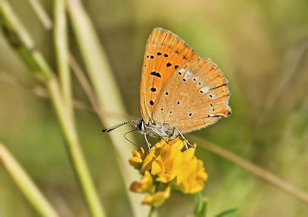 ohniváčik zlatobýľový Lycaena virgaureae