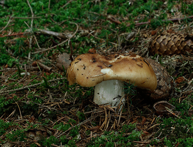 plávka smradľavá Russula foetens Pers.