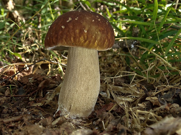 hríb dubový Boletus reticulatus Schaeff.