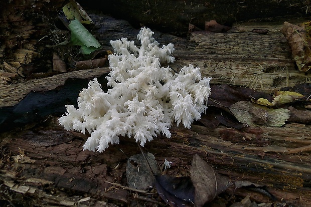 koralovec bukový Hericium coralloides (Scop.) Pers.