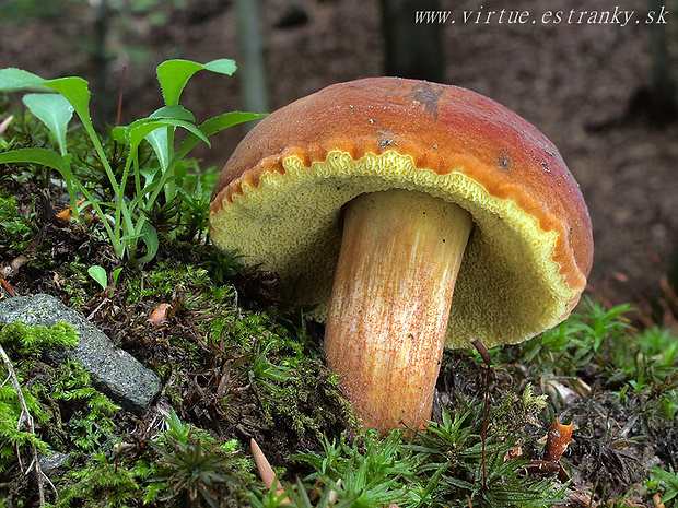 suchohríb Hortiboletus bubalinus (Oolbekk. & Duin) L. Albert & Dima