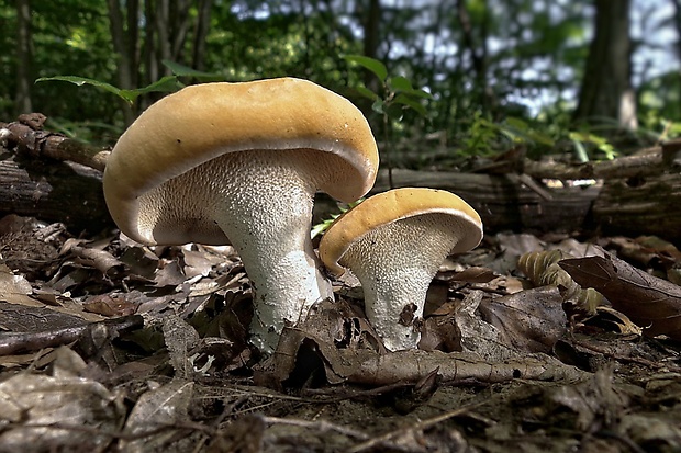 jelenka poprehýbaná Hydnum repandum L.