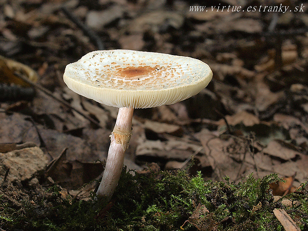 bedlička páchnúca Lepiota cristata Barla