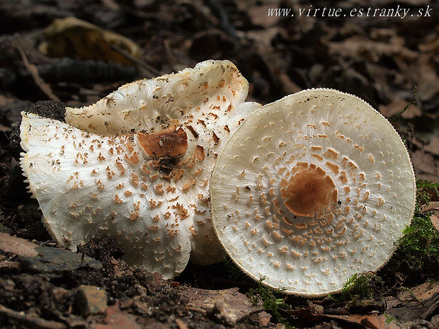 bedlička páchnúca Lepiota cristata Barla