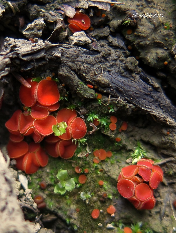 melastíza Melastiza sp.