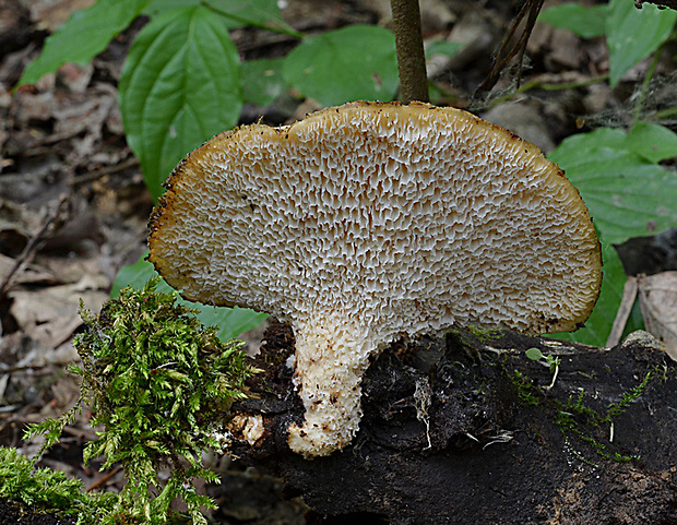 trúdnik hľuzovitý Polyporus tuberaster (Jacq. ex Pers.) Fr.