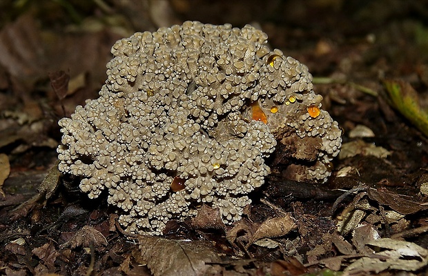 trúdnik klobúčkatý Polyporus umbellatus (Pers.) Fr.