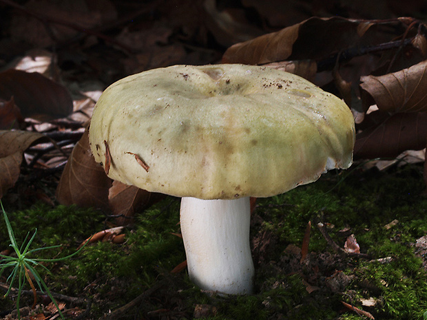 plávka buková Russula heterophylla (Fr.) Fr.