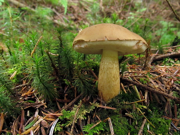 podhríb žlčový Tylopilus felleus (Bull.) P. Karst.