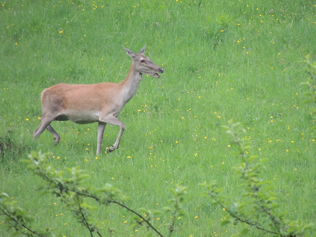 Nahubysk Fotografia Jeleň Lesný Laň Cervus Elaphus