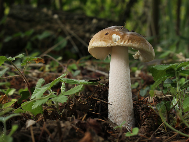 muchotrávka chrastavá Amanita ceciliae (Berk. & Broome) Bas