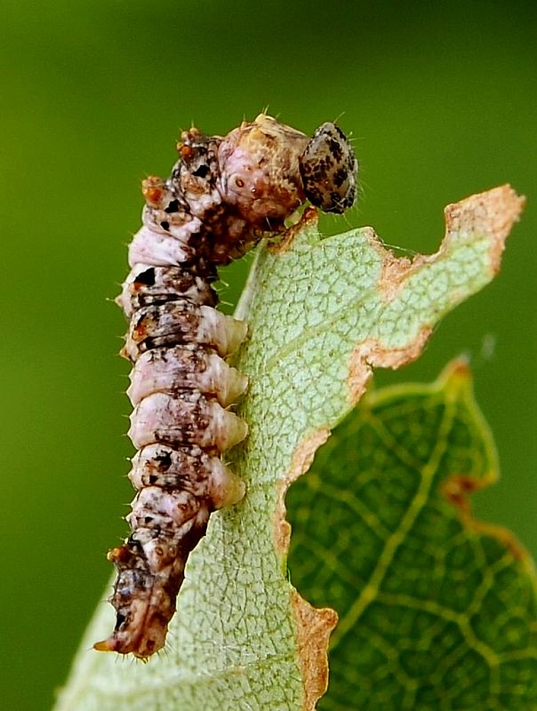 srpokrídlovec brezový Falcaria lacertinaria  Linnaeus, 1758