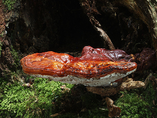 lesklokôrovka obyčajná Ganoderma lucidum (Curtis) P. Karst.