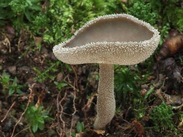 chriapač Helvella fibrosa (Wallr.) Korf