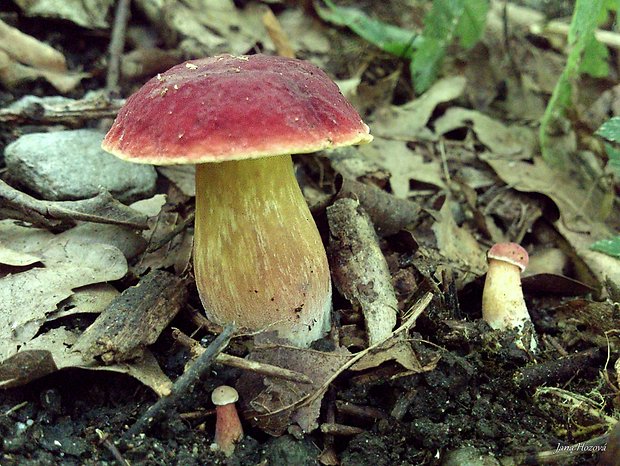 suchohríb karmínový Hortiboletus rubellus (Krombh.) Simonini, Vizzini & Gelardi