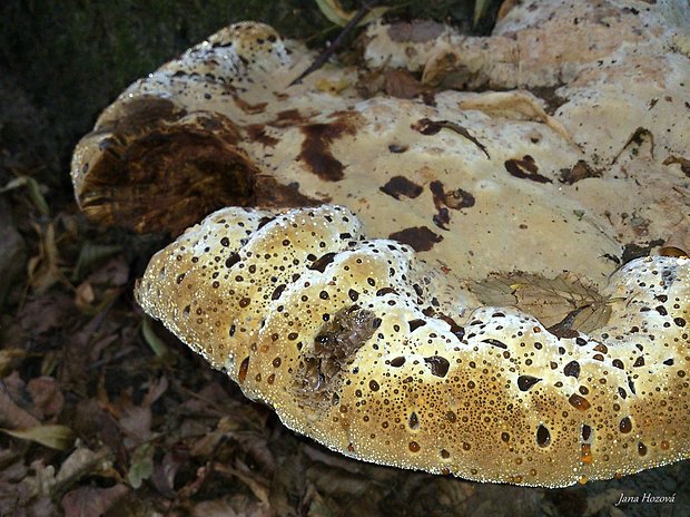 ryšavec slziaci Pseudoinonotus dryadeus (Pers.) T. Wagner & M. Fisch.